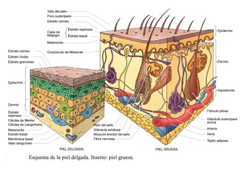 Apuntes de Biologia y Quimica - Revisado y corregido - - Página 16 ...