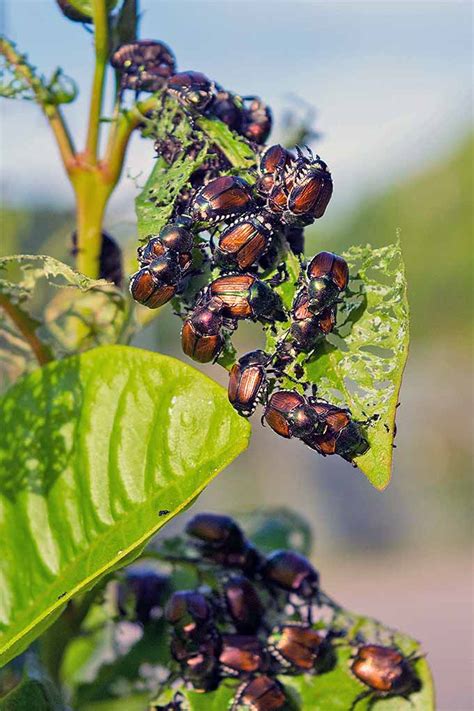 Battling Japanese Beetles: Tips for Banning Them from the Garden