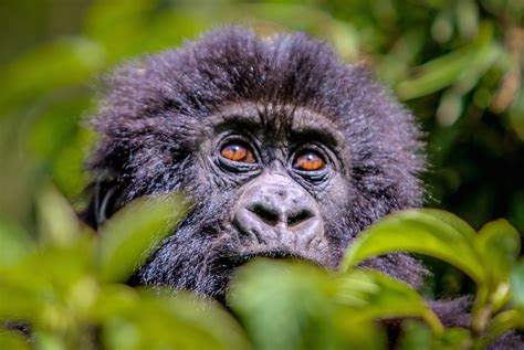 Mountain Gorillas in Rwanda: Trekking with Dian Fossey's Porter