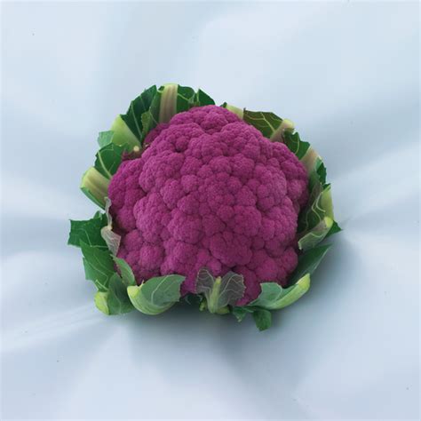 GRAFFITI - Variety Cauliflower | Syngenta Vegetable Seeds US