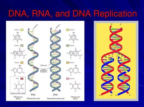 PPT - DNA, RNA, and DNA Replication PowerPoint Presentation, free ...