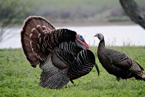 pair-of-wild-turkey-birds-male-and-female-in-breeding-plumage-meleagris-gallopavo | OutdoorHub