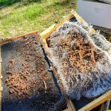 How To Store Beekeeping Equipment For Winter - Foxhound Bee Company