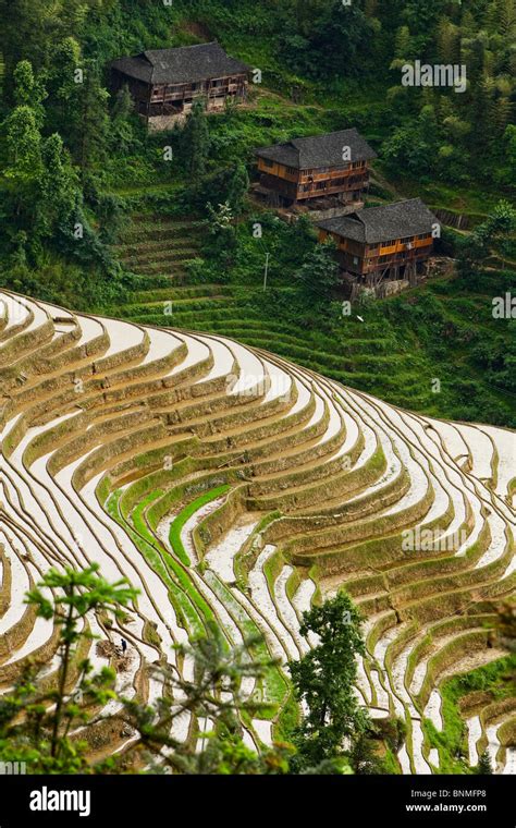 rice field and village in China Stock Photo - Alamy