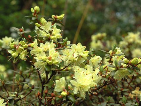 Lepidote Rhododendrons