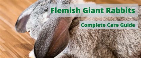 Flemish Giant Rabbit: Diet | Size | Breeding | Housing | Hutch and Cage