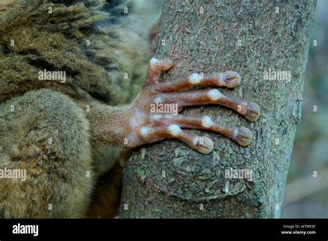 Philippine tarsier (Carlito syrichta) close up of hand, captive, Philippine Tarsier and Wildlife ...