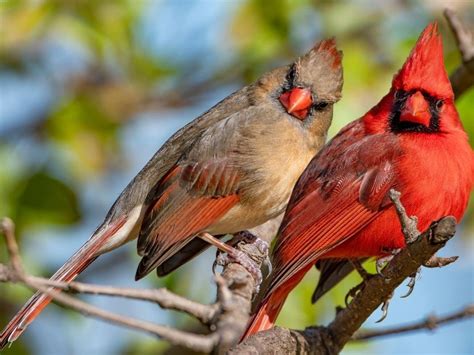 Female Cardinsl - Female cardinal at feeder with bird call подробнее. - bmp-review