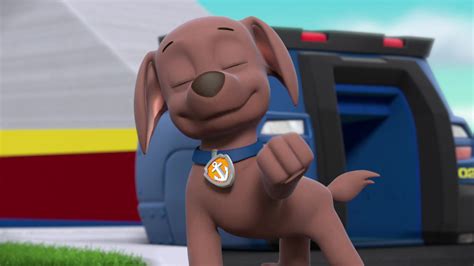 Zuma, the Labrador - Paw Patrol photo (40717945) - fanpop