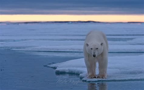 Polar Bear standing on ice floe at sunset. Spitsbergen, Svalbard ...