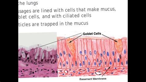 Goblet Cell Diagram