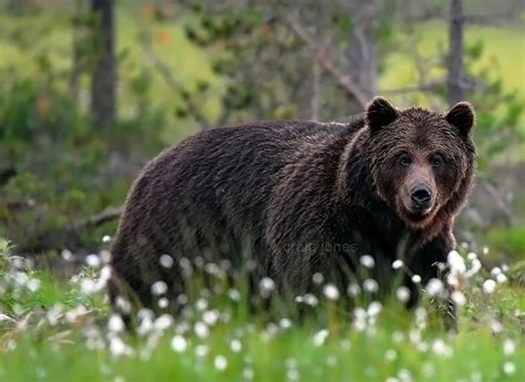 Finland-A True Wilderness | Craig Jones Wildlife Photographer