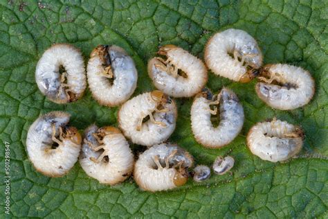 Excavated larvae grubs of the garden chafer beetle, June bug larvae, June Beetle, larva of a ...