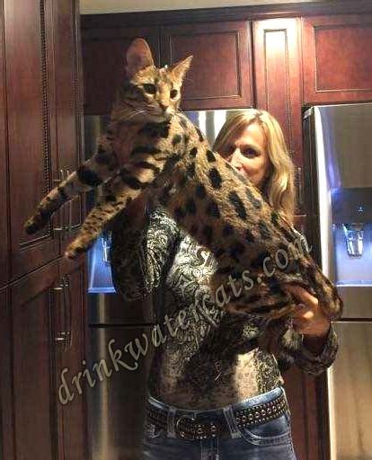 F1 Savannah Cats for Sale & Breed Information at Drinkwater F1 Savannah ...