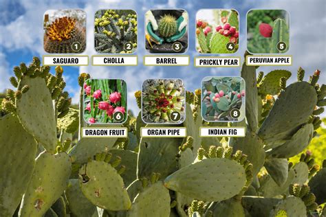 8 Types Of Cactus Fruit You Should Know!