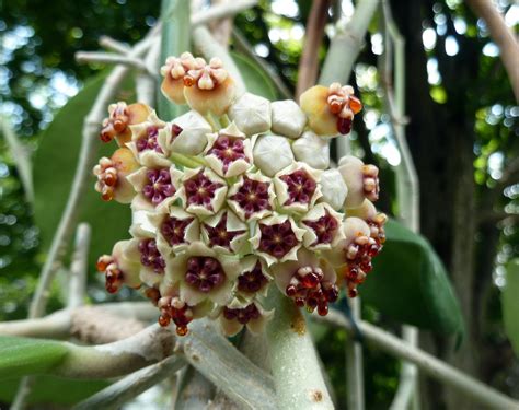 Three Stages of Hoya kerrii | Vermont Hoyas