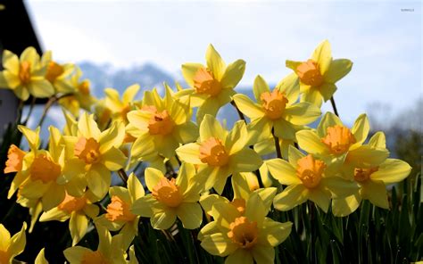 Golden daffodils in the garden wallpaper - Flower wallpapers - #48731