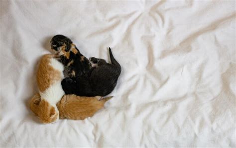 Premium Photo | Sleeping newborn kittens on the bed