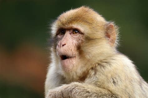 Barbary Macaque: Facts, Diet, Habitat, and More - Oli And Alex