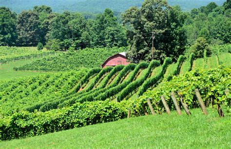 Vineyards Of North Georgia, USA Free Stock Photo - Public Domain Pictures