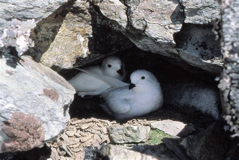 Snow petrels - facts and pictures