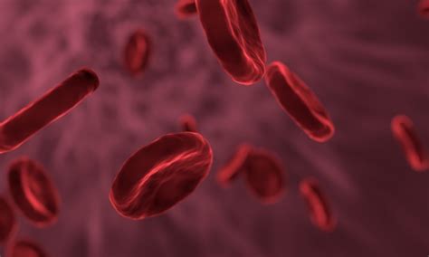 What is Blood? | Red Blood Cell Facts | Teaching Wiki