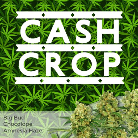 High Yield Cannabis Seeds Mix Pack | Cannabis Seeds Canada