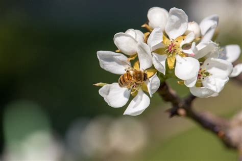 Ingredient of the Month: The Surprising Benefits of Manuka Honey for D – Petterati.com