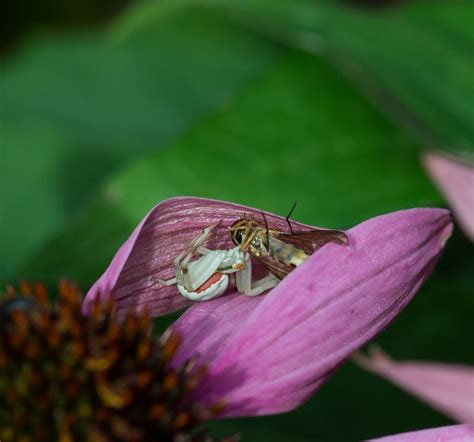 flower crab spider | spiderbytes