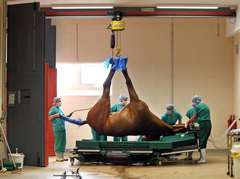 Eyewitness: Expert care | Equine veterinary, Veterinary hospital, Large ...