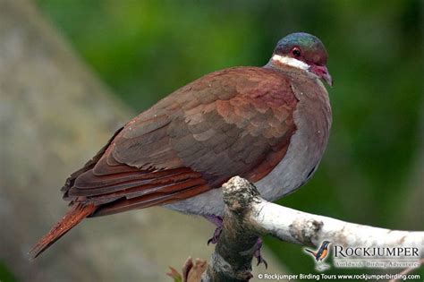 Key West Quail-Dove by Luis Segura | Colorful birds, Doves, Beautiful birds