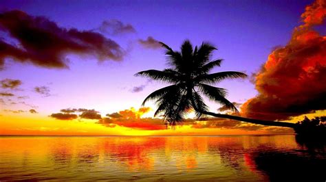 Palm Tree Sunset Wallpapers - Top Free Palm Tree Sunset Backgrounds - WallpaperAccess