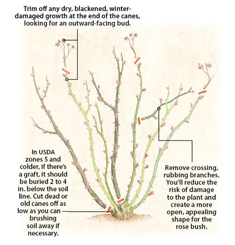 How to prune roses | Garden Gate