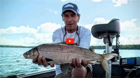 Understanding Whitefish | Other Fish | Angling Edge