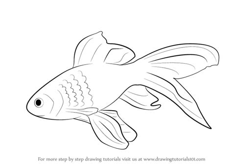 How to Draw a Gold Fish (Fishes) Step by Step | DrawingTutorials101.com