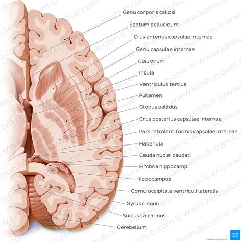 Putamen: Anatomie, Lage, Funktion | Kenhub