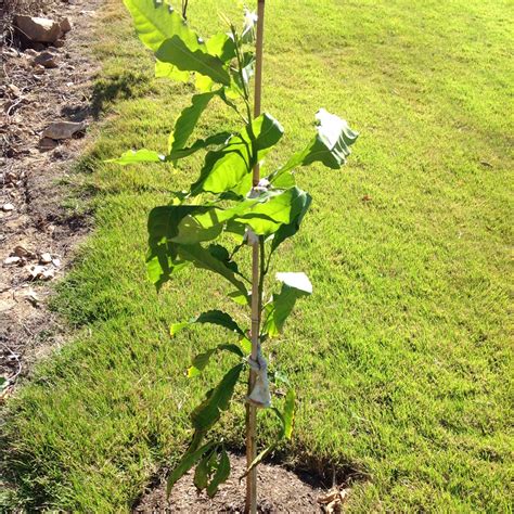 Pouteria Caimito, Abiu Tree in GardenTags plant encyclopedia