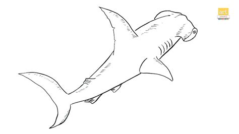 How To Draw A Hammerhead Shark Draw Central Shark Dra - vrogue.co