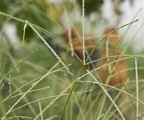 Flora de Malpica de Tajo, Pata de gallina (Digitaria sanguinalis)