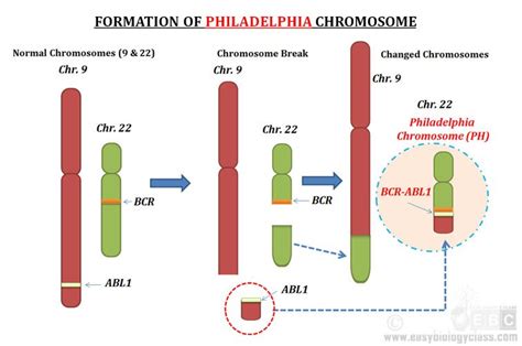 Philadelphia Chromosome (Lecture Notes) | EasyBiologyClass