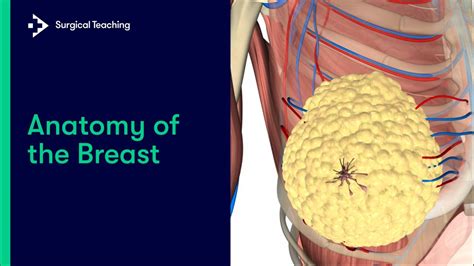 Anatomy of the Breast - YouTube