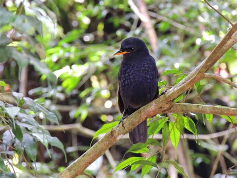 birdgirl: Bukit Fraser, Malaysia, July 2014