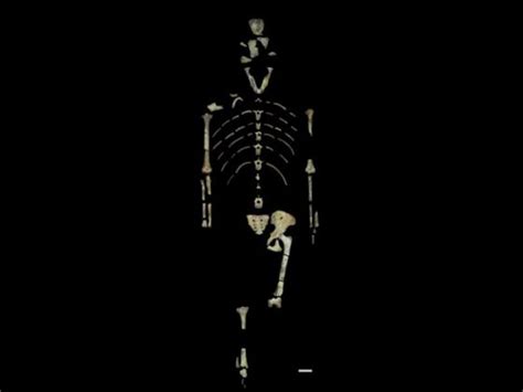 Human ancestor 'Lucy' was a tree climber, new evidence suggests ...