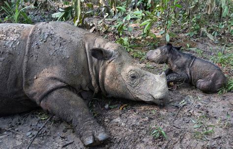 Rare Sumatran rhino born in Indonesia - The Washington Post