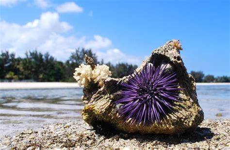 Sea Urchin - Description, Habitat, Image, Diet, and Interesting Facts