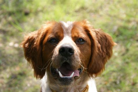 Zwierzaczki i my ♥: Spaniel Bretoński (Breton, Brittany Spaniel)