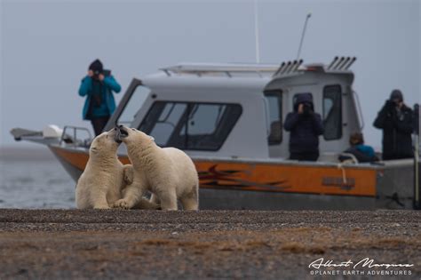 Alaska Polar Bear Viewing Tour, Kaktovik Alaska — Planet Earth ...