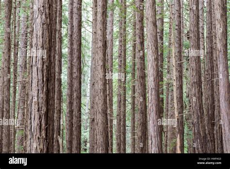 Redwood trees in Muir Woods National Monument Stock Photo - Alamy