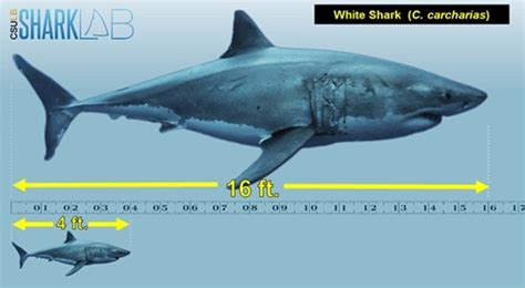 Great White Shark Size Comparison To Bus