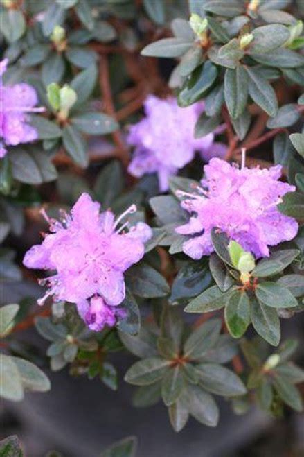 Rhododendron 'Purple Gem' - Devil Mountain Wholesale Nursery